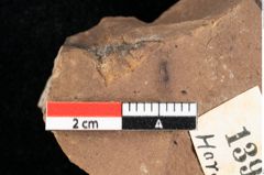 Foto (Detailansicht) von Widdringtonia ungeri Endl. (NHMW-GEO-2024-0188-0139)